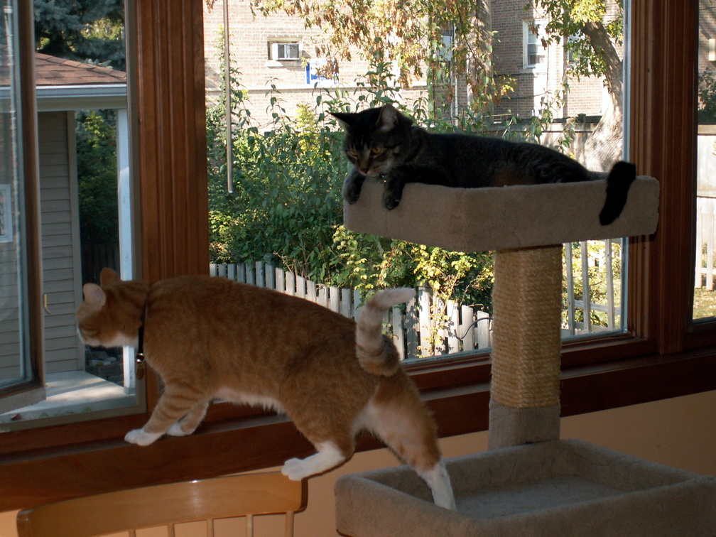 cats 2010-10-24 4e.jpg