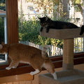 cats 2010-10-24 4e