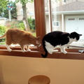 cats 2011-06-16 1e