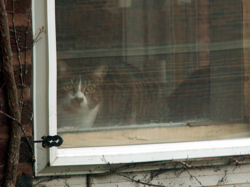 cat 2006-01-07 3e.jpg