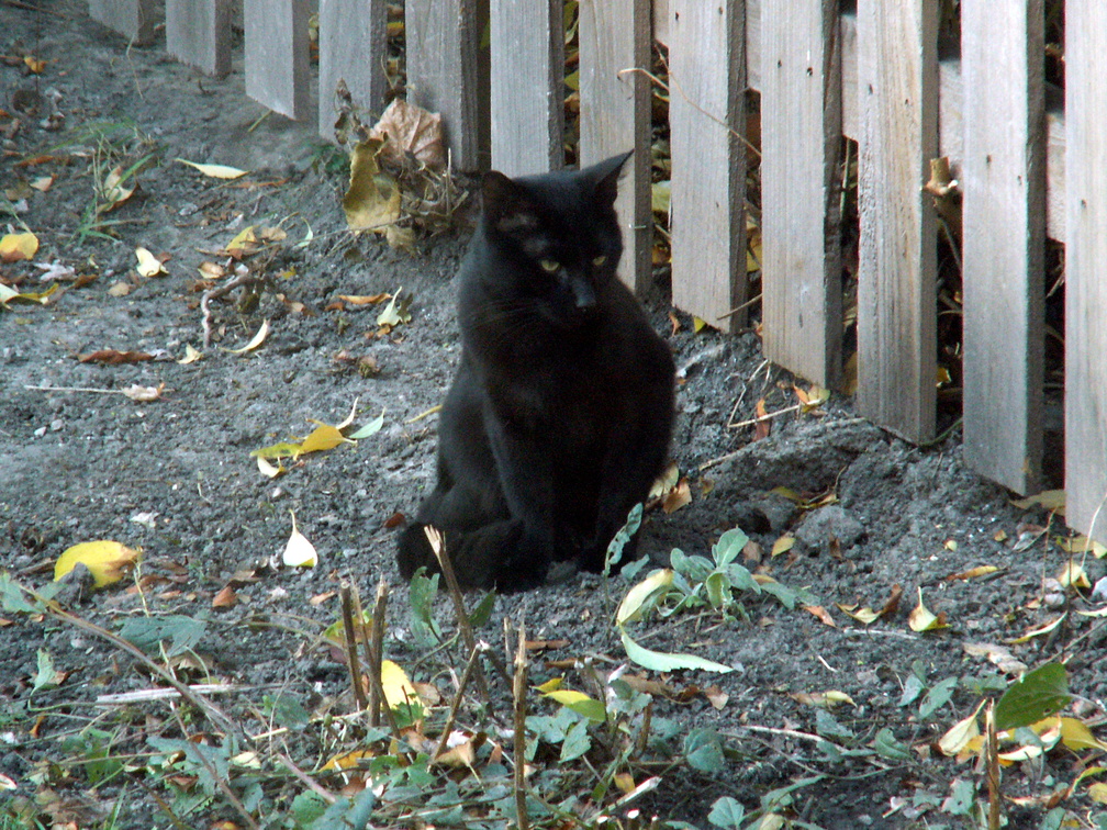 cat 2009-11-12 1e.jpg