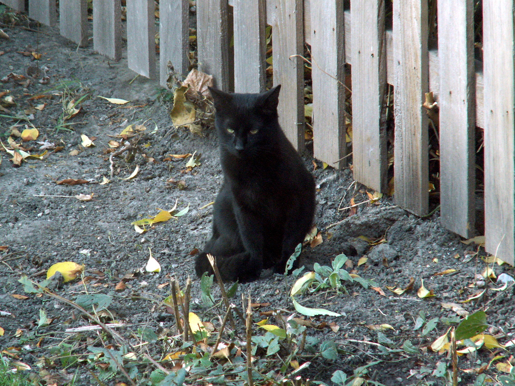 cat 2009-11-12 2e.jpg