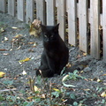 cat 2009-11-12 2e