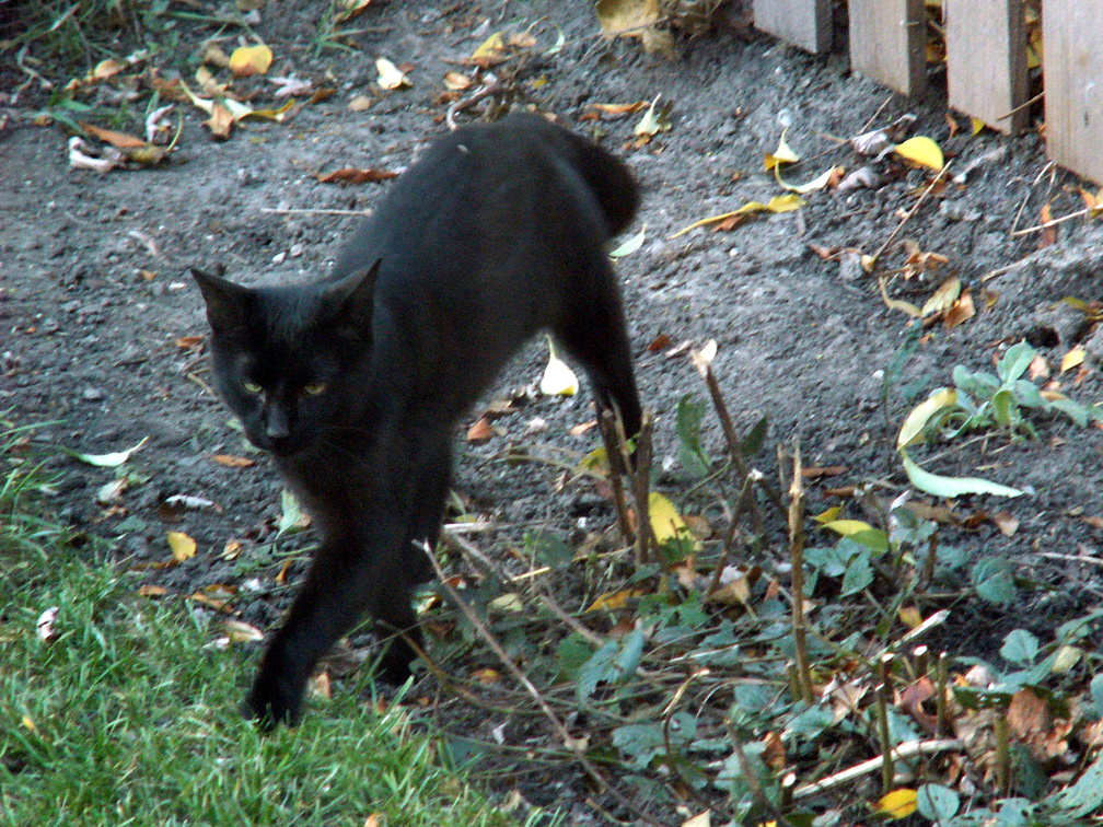 cat 2009-11-12 3e.jpg