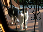 cat 2010-10-06 1e