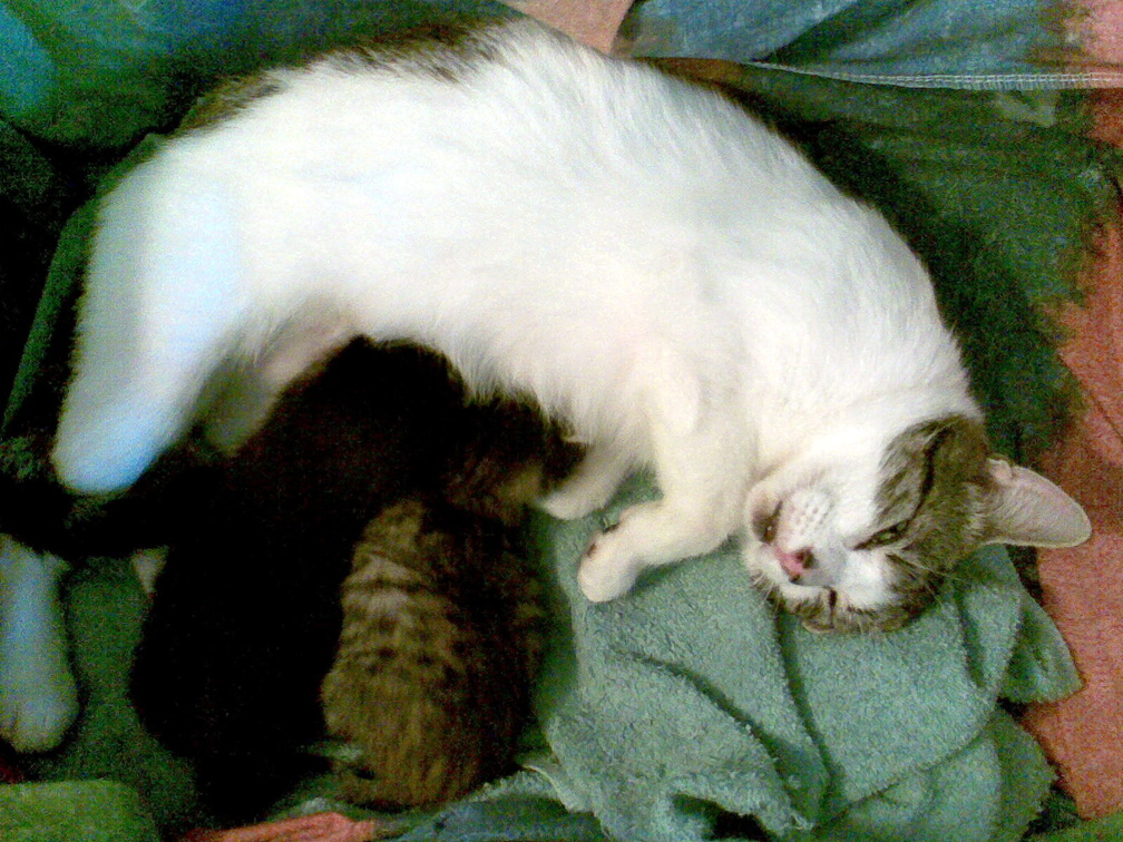 cats 2010-08-14 3e.jpg