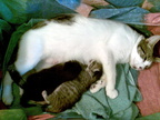 cats 2010-08-14 5e