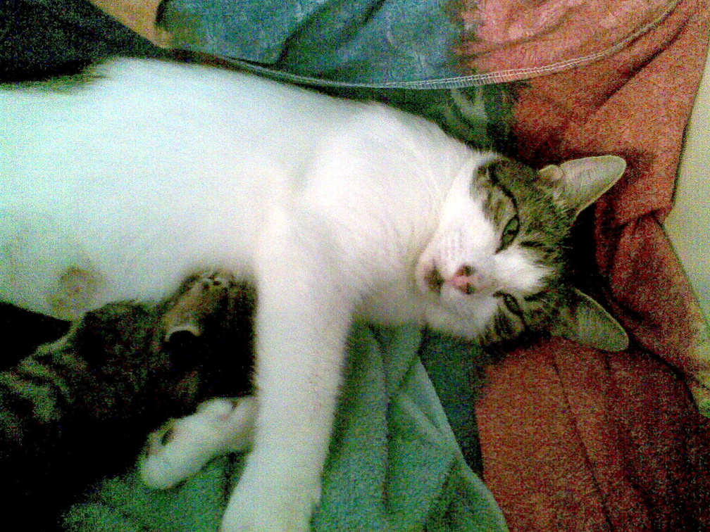 cats 2010-08-14 7e.jpg
