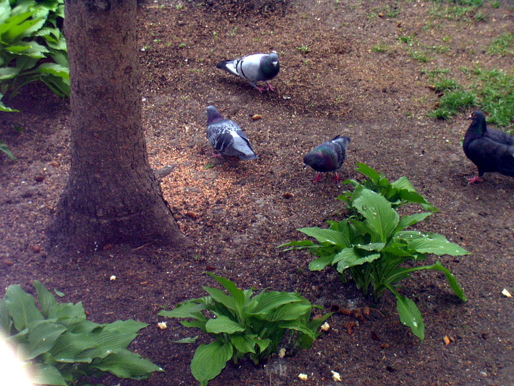 birds 2004-05-06 2e.jpg