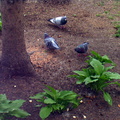 birds 2004-05-06 2e