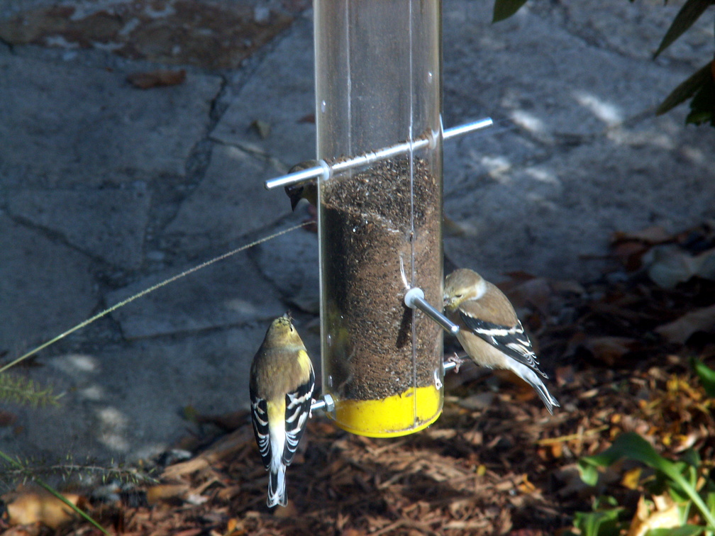 birds 2010-11-06 01e.jpg