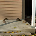 birds 2010-11-20 1e.jpg