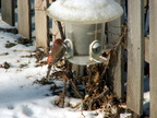 birds 2010-12-17 09e