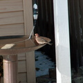 birds 2010-12-17 12e