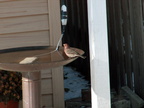 birds 2010-12-17 12e