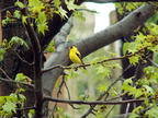 birds 2011-05-15 08e