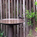 birds 2011-05-15 21e
