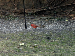 birds 2012-02-08 5e