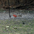 birds 2012-02-08 5e.jpg