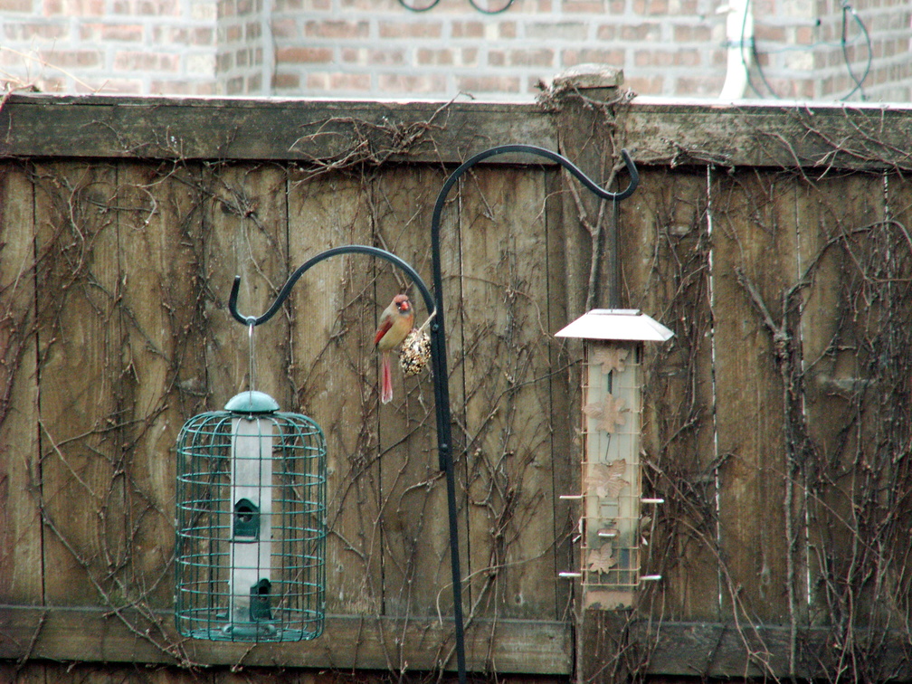 birds 2012-03-04 01e.jpg
