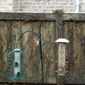 birds 2012-03-04 01e