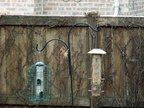 birds 2012-03-04 01e