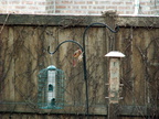 birds 2012-03-04 02e