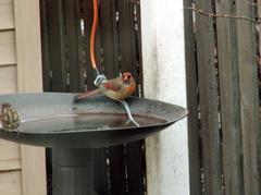 birds 2012-03-04 12e