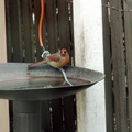 birds 2012-03-04 12e