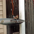 birds 2012-03-04 13e