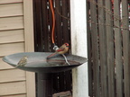 birds 2012-03-04 13e