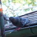 birds 2004-08-15 1e