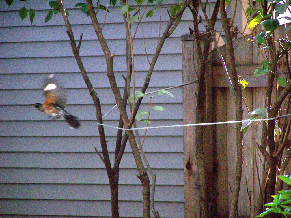 birds 2004-08-21 2e.jpg