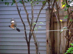 birds 2004-08-21 2e