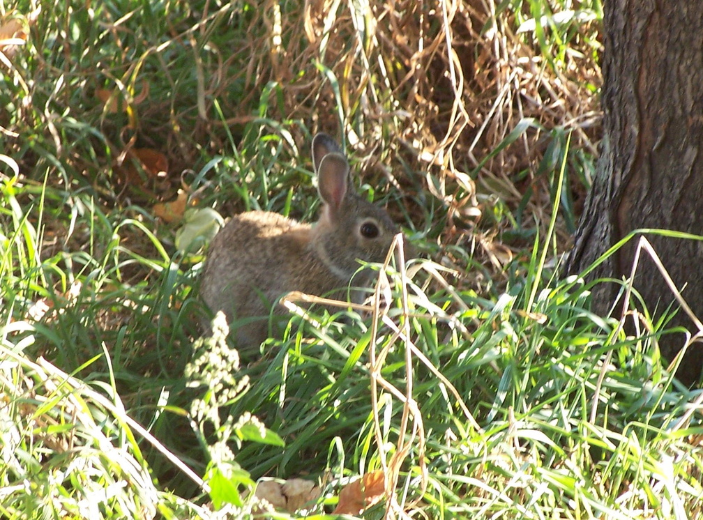 rabbit 2004-09-25 1e.jpg