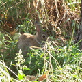 rabbit 2004-09-25 1e