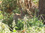 rabbit 2004-09-25 1e