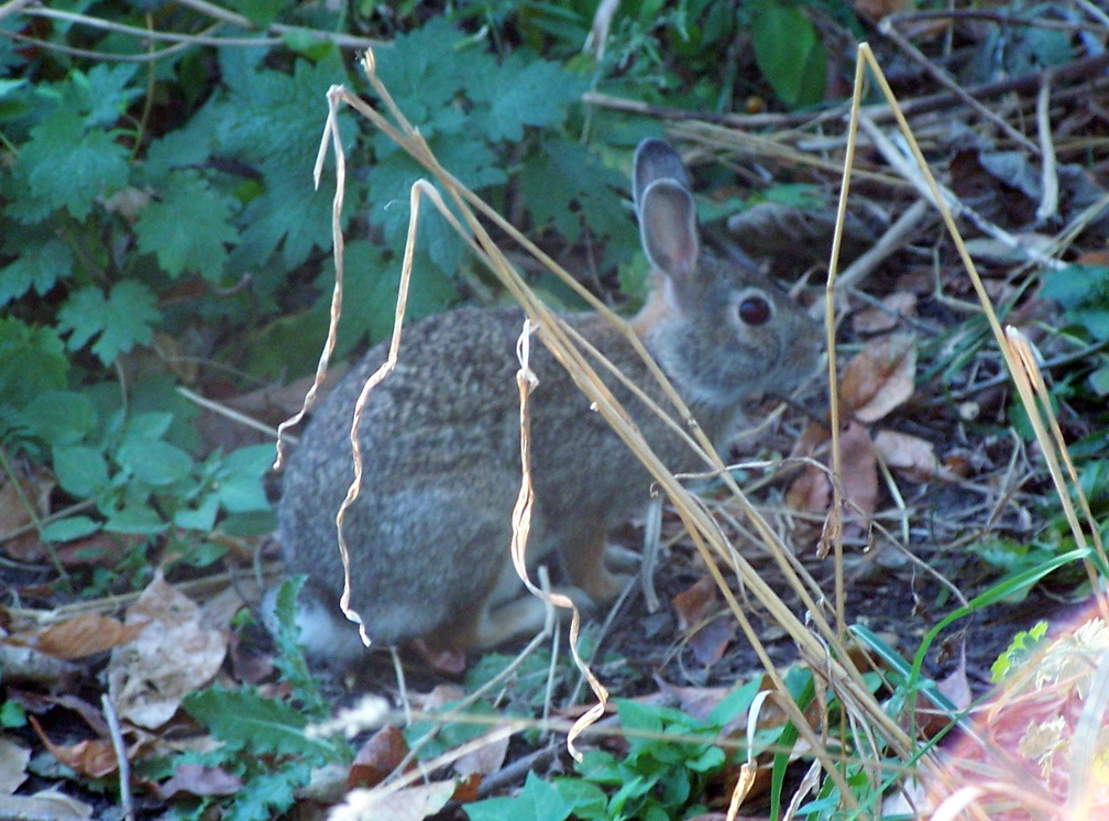 rabbit 2004-09-25 3e.jpg