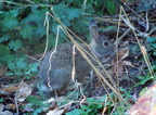 rabbit 2004-09-25 3e