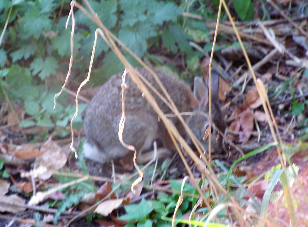 rabbit 2004-09-25 2e.jpg
