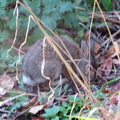 rabbit 2004-09-25 2e
