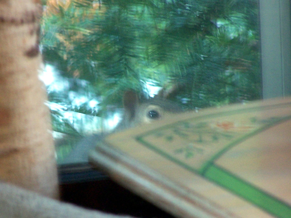 squirrel 2004-08-02 1e.jpg