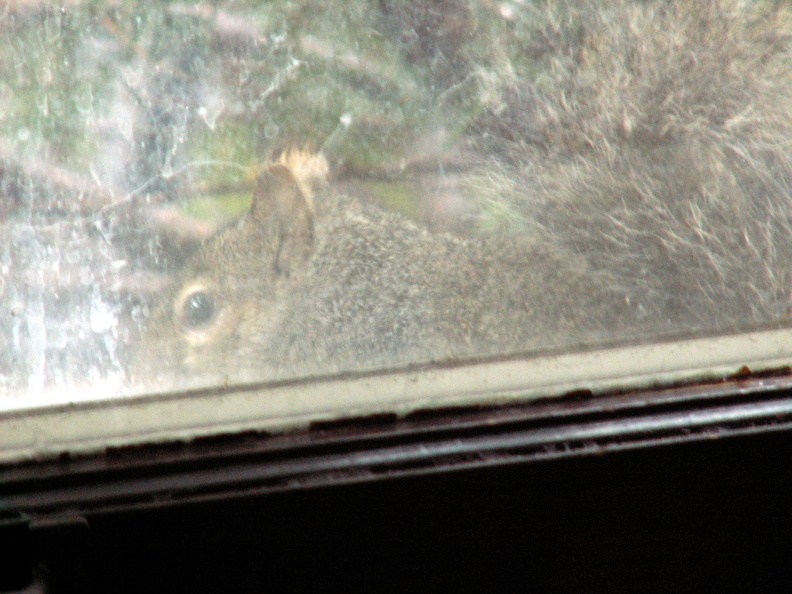 squirrel 2005-12-25 1e