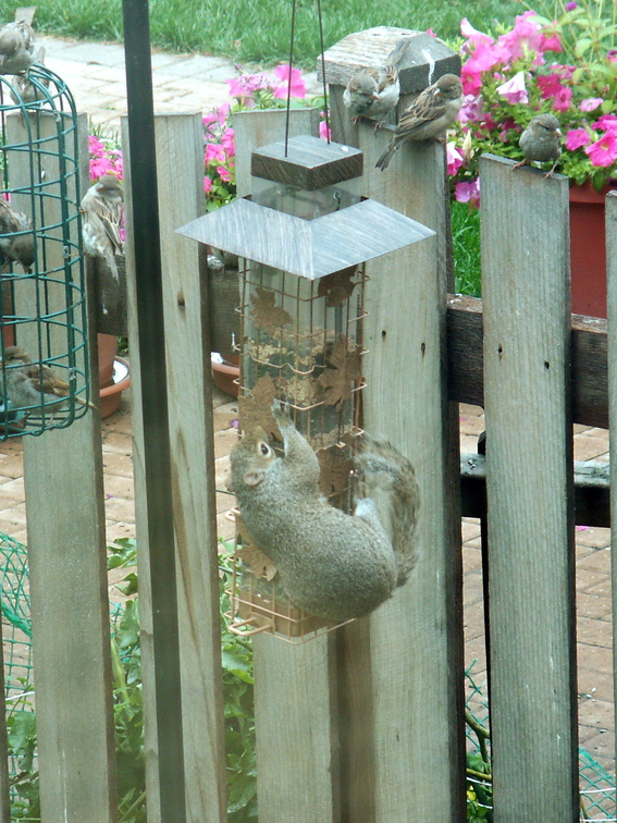 squirrel 2009-08-28 1e.jpg