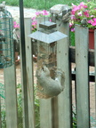 squirrel 2009-08-28 1e