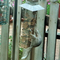 squirrel 2009-08-28 3e