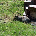 squirrel 2010-04-05 1e
