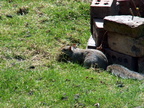 squirrel 2010-04-05 1e