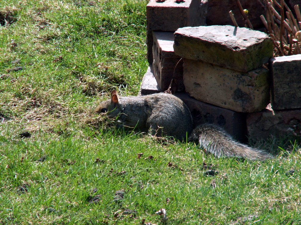 squirrel 2010-04-05 2e.jpg