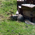 squirrel 2010-04-05 2e